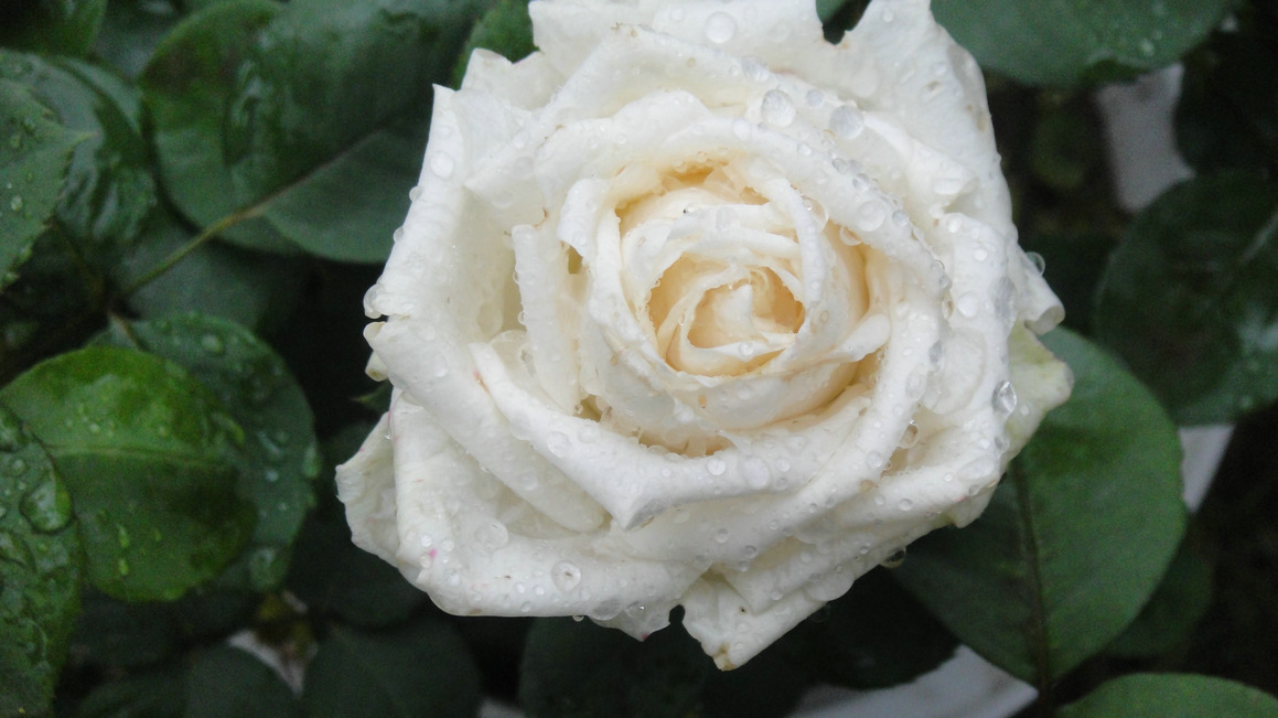 dsc05744.jpg