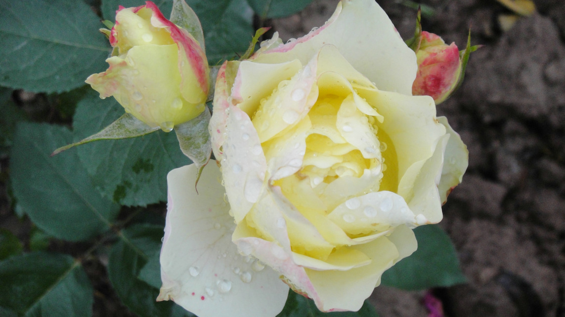 dsc05753.jpg