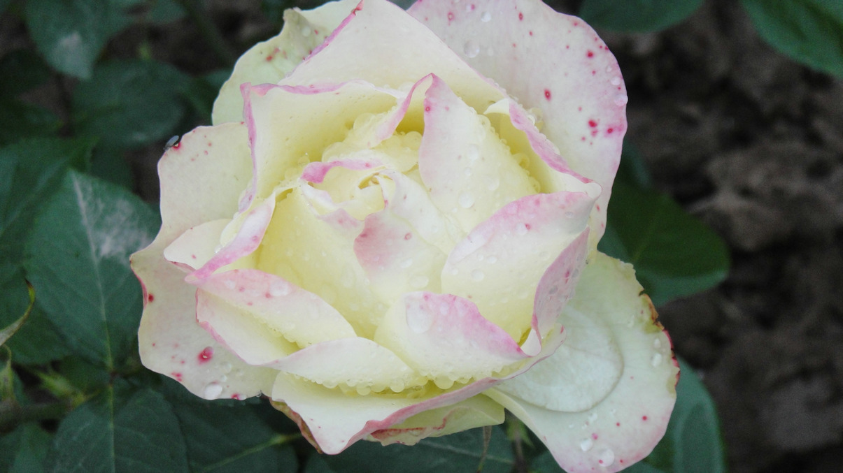 dsc05754.jpg