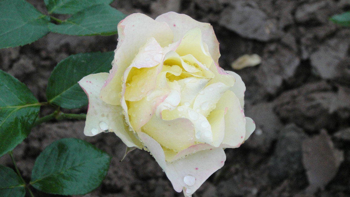 dsc05752.jpg