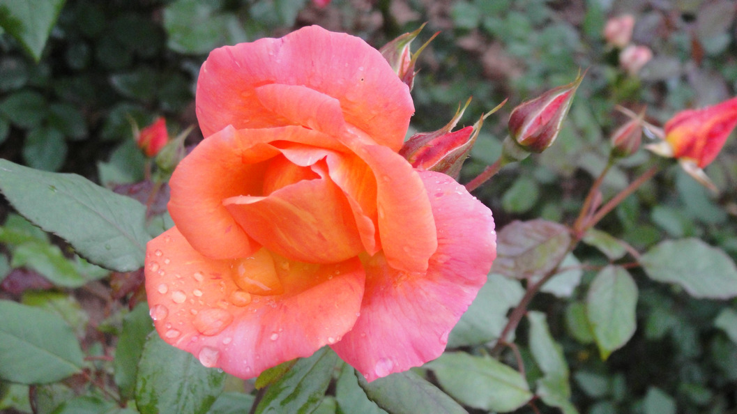 dsc05766.jpg