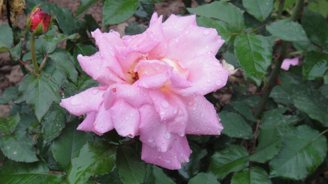 dsc05769.jpg