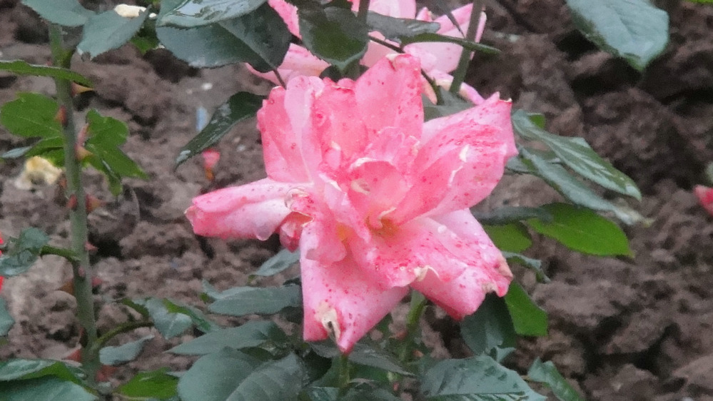 dsc05764.jpg