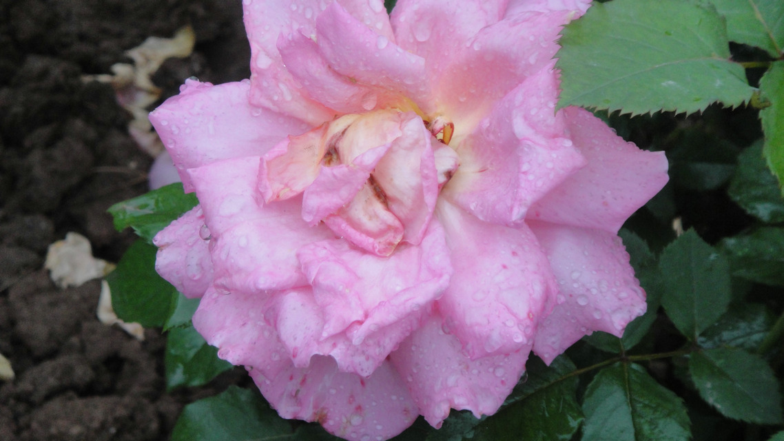 dsc05770.jpg