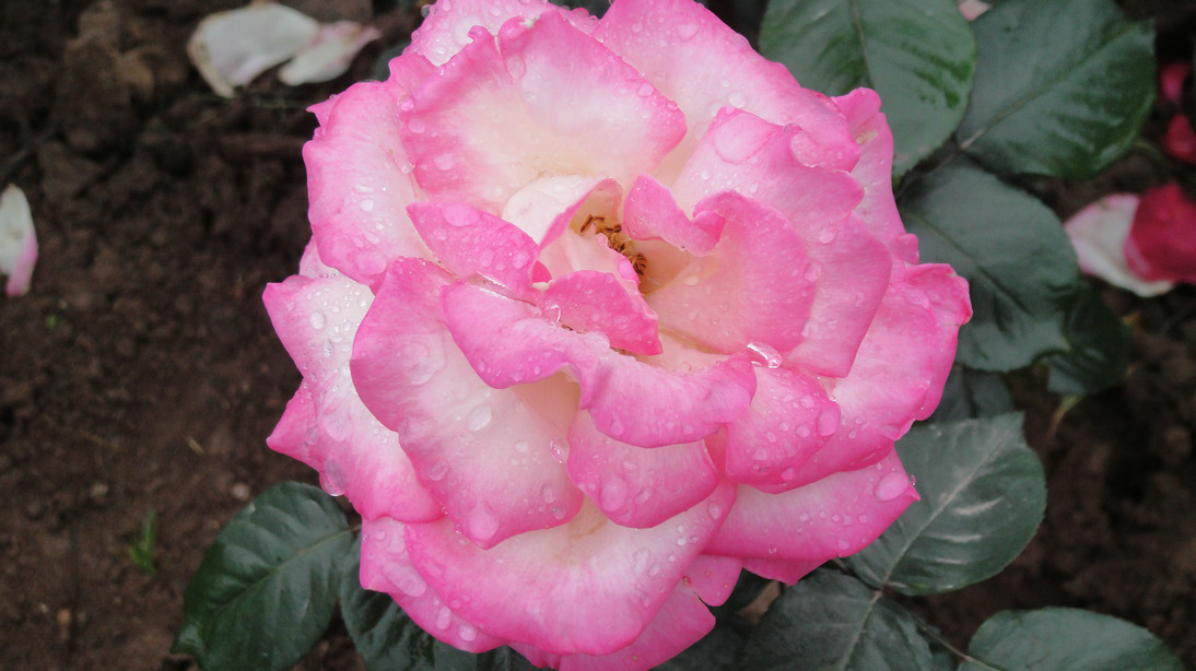 dsc05775.jpg