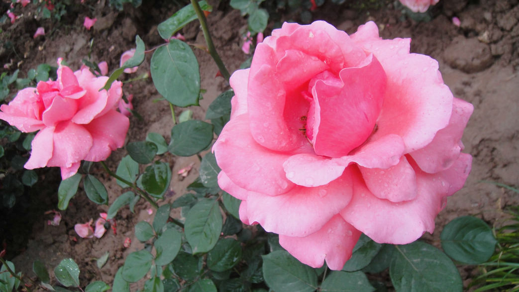 dsc05779.jpg