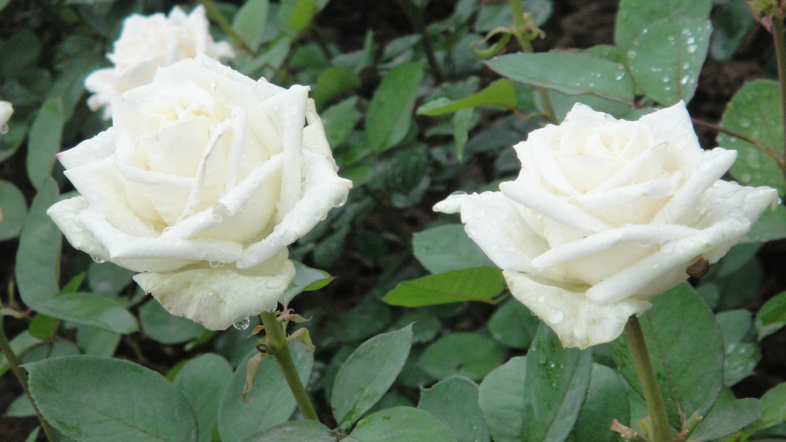 dsc05783.jpg