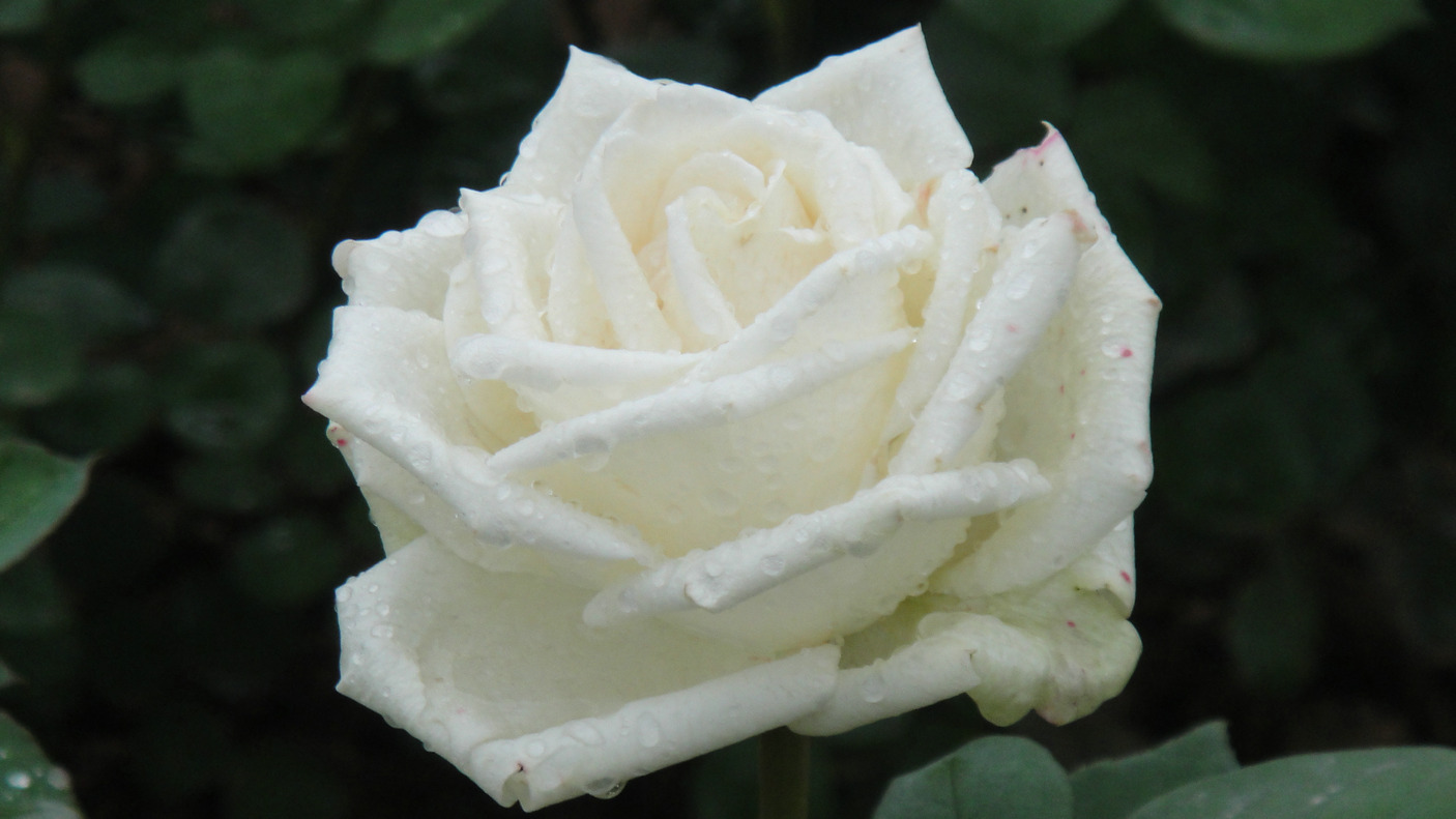 dsc05784.jpg