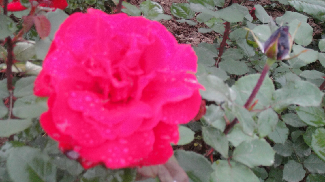 dsc05788.jpg