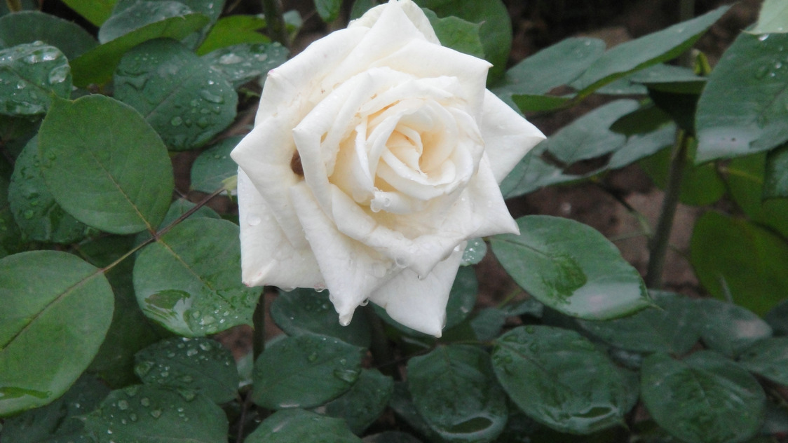 dsc05786.jpg