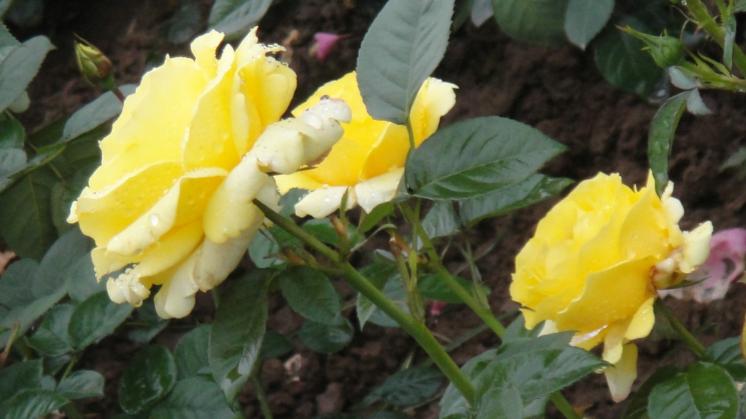 dsc05801.jpg