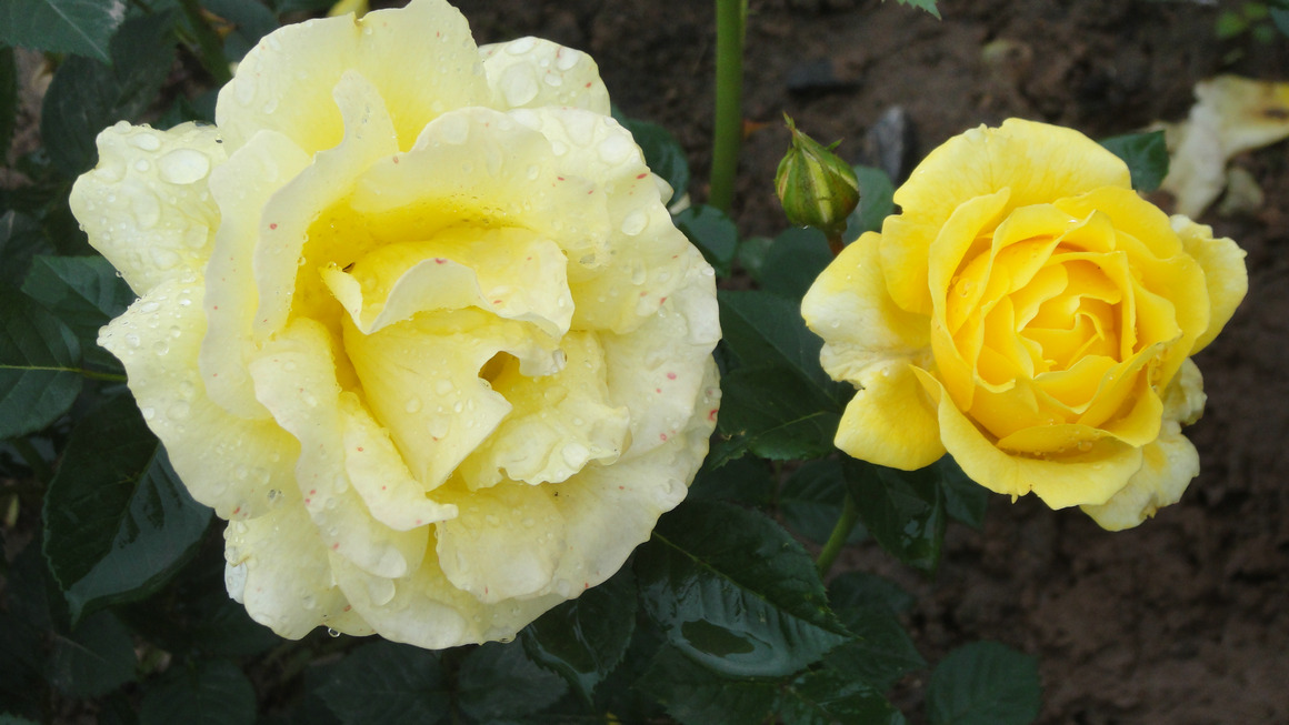 dsc05797.jpg