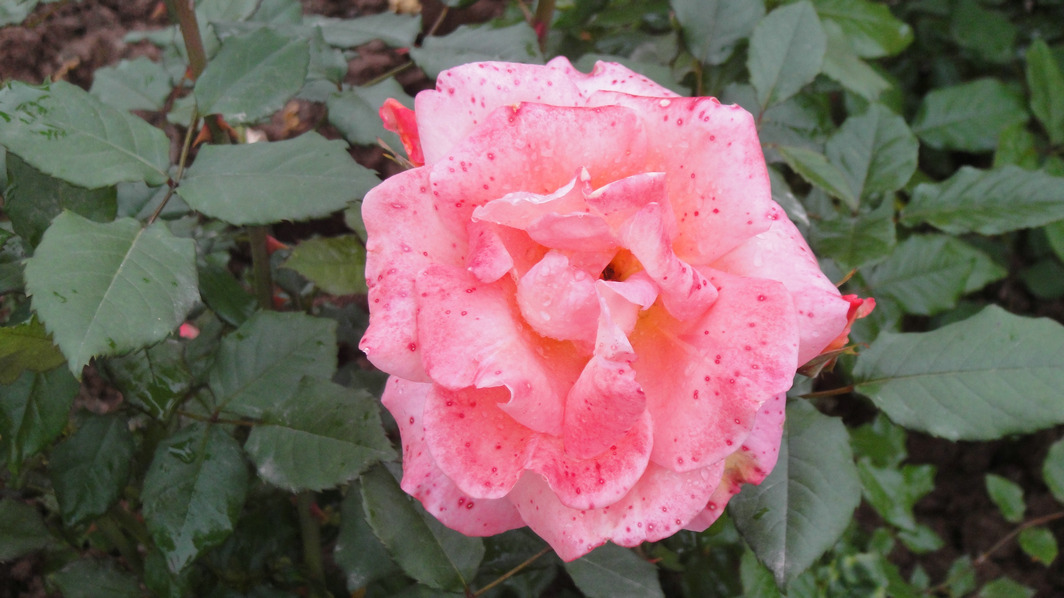 dsc05814.jpg
