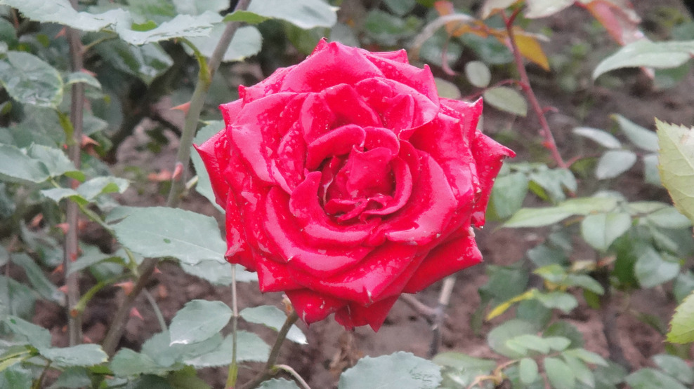 dsc05810.jpg