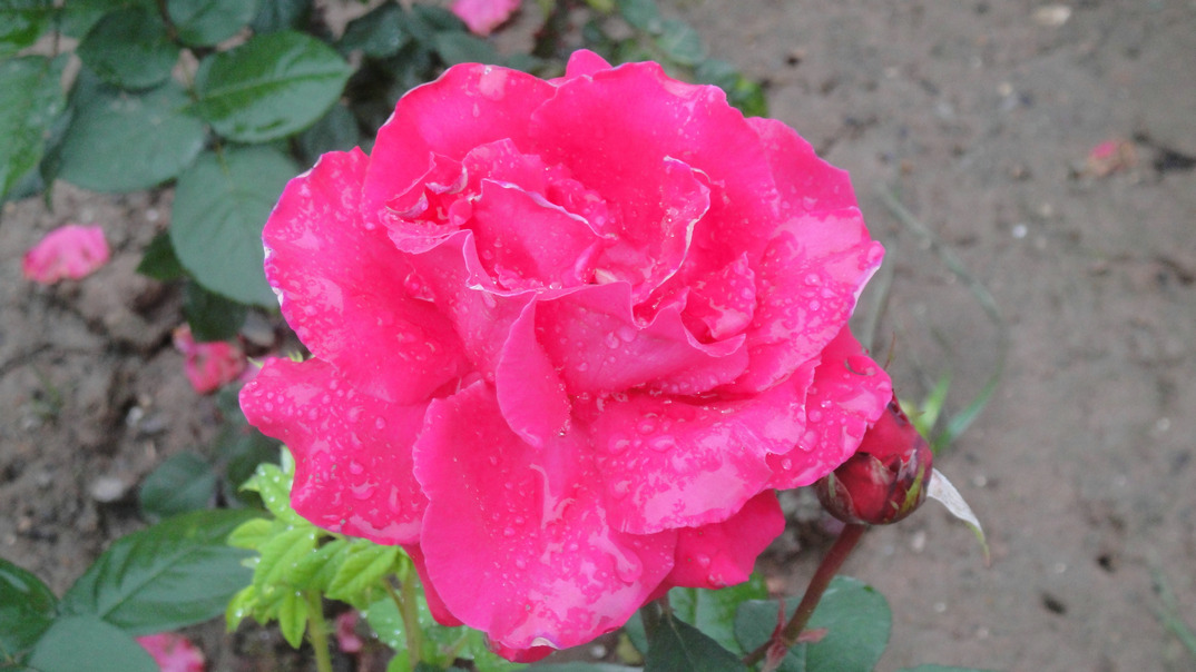 dsc05822.jpg