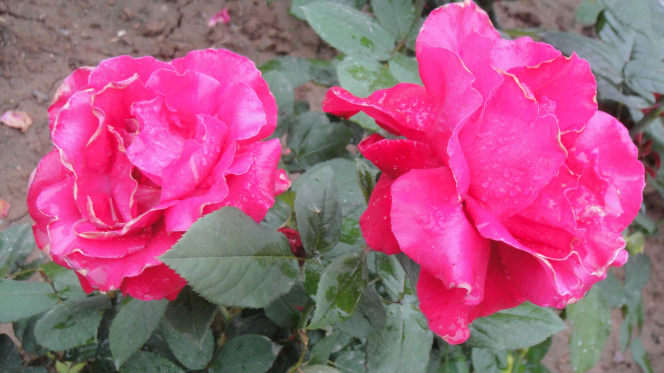 dsc05825.jpg