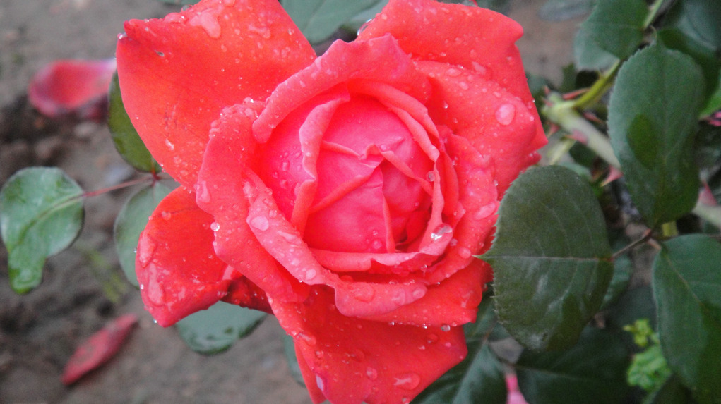 dsc05828.jpg