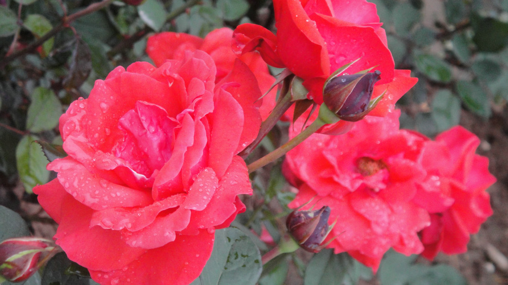 dsc05830.jpg