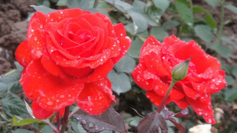 dsc05843.jpg