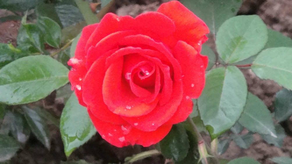 dsc05844.jpg
