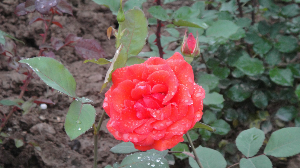 dsc05845.jpg