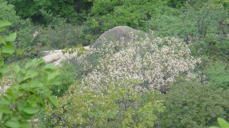 dsc04725.jpg