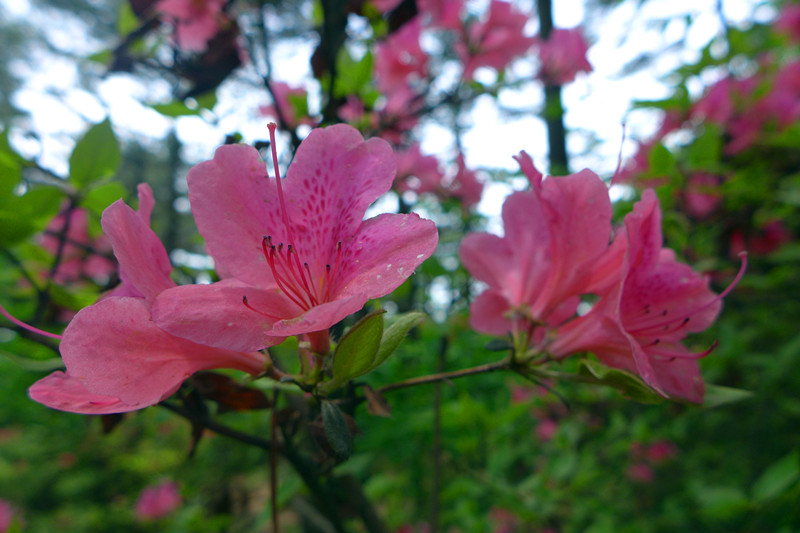 p1100477_.jpg