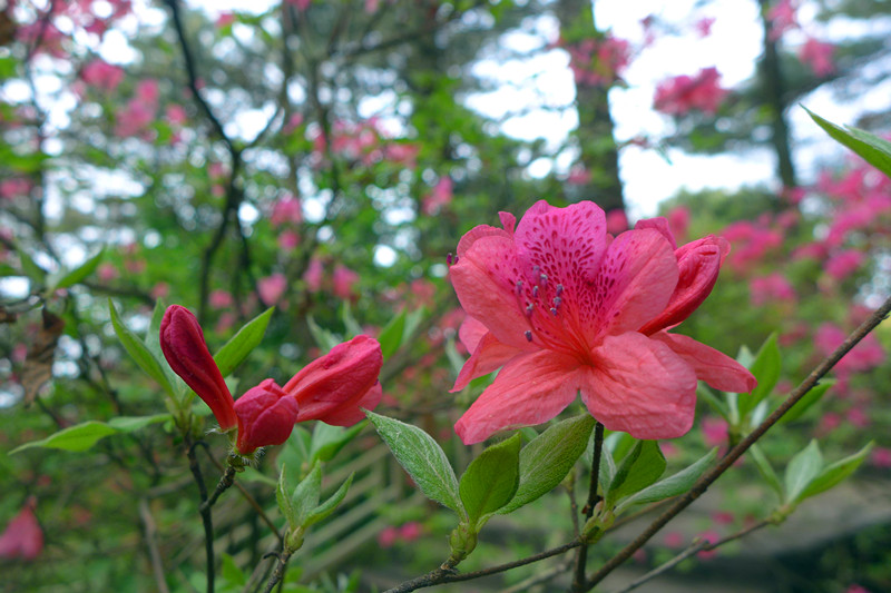 p1100492_.jpg