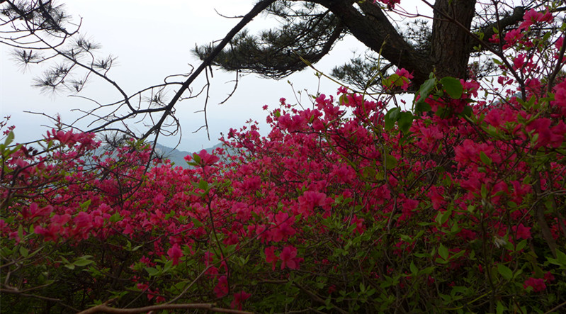 p1100509_.jpg