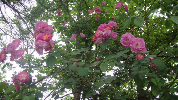 dsc05165.jpg