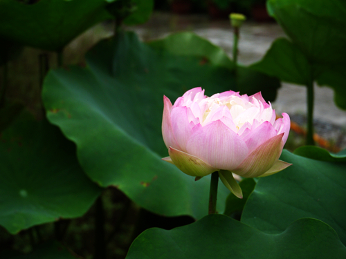 p1040648_.jpg