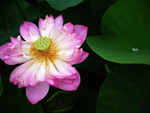 p1040662_.jpg