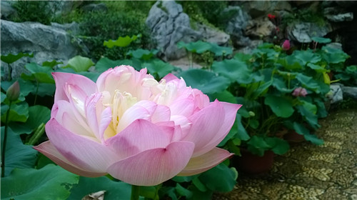 medialib_camera roll_wp_20140701_010_.jpg