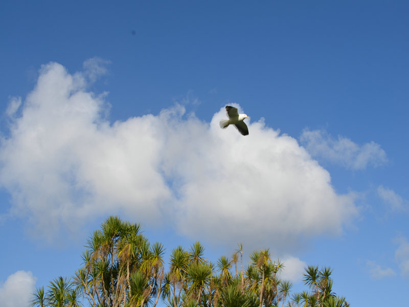 dsc_0226.jpg