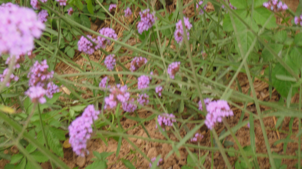 dsc08586.jpg