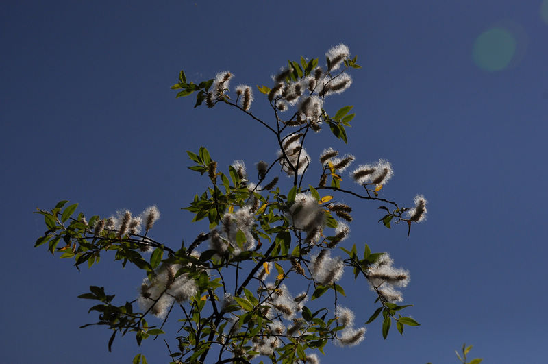 dsc_0809.jpg