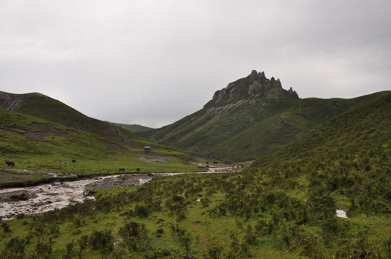 dsc_1003.jpg