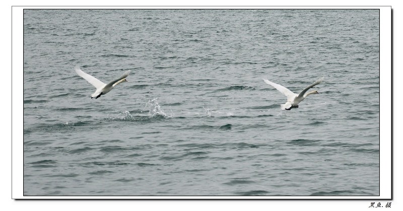 dsc_0994_Ŀѹ.jpg