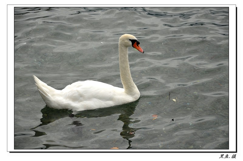 dsc_1009_Ŀѹ.jpg