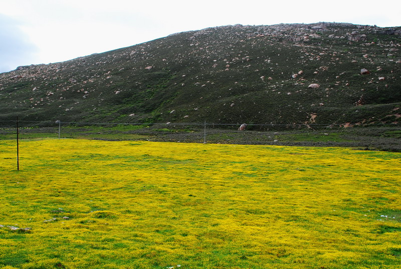 dsc_8796.jpg
