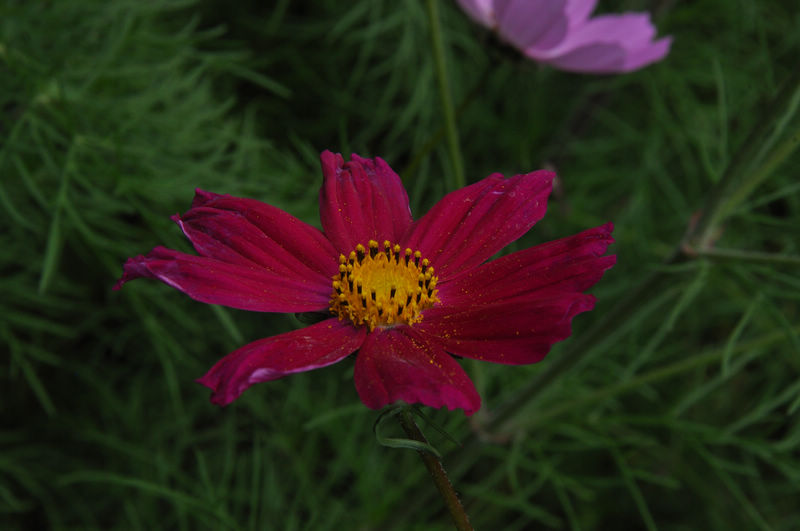 dsc_0204.jpg