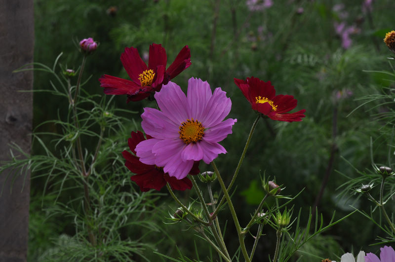 dsc_0213.jpg