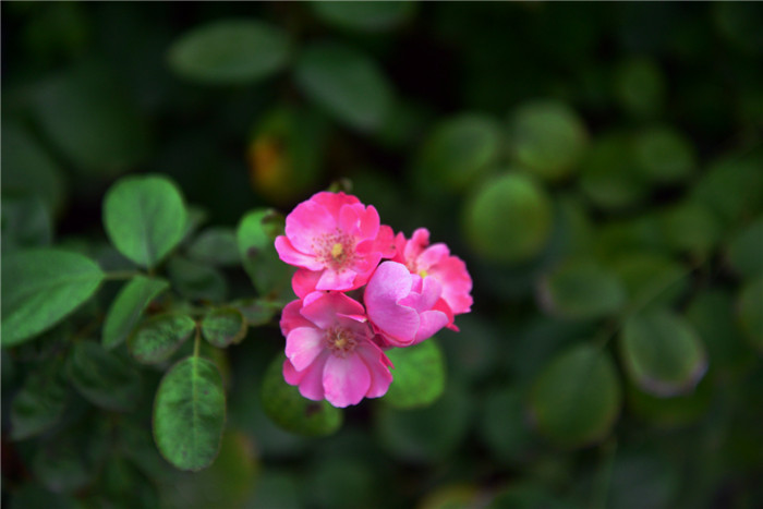 dsc_2033_.jpg