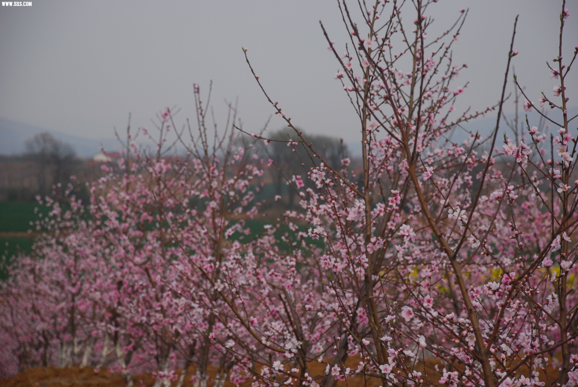 DSC_9514.JPG