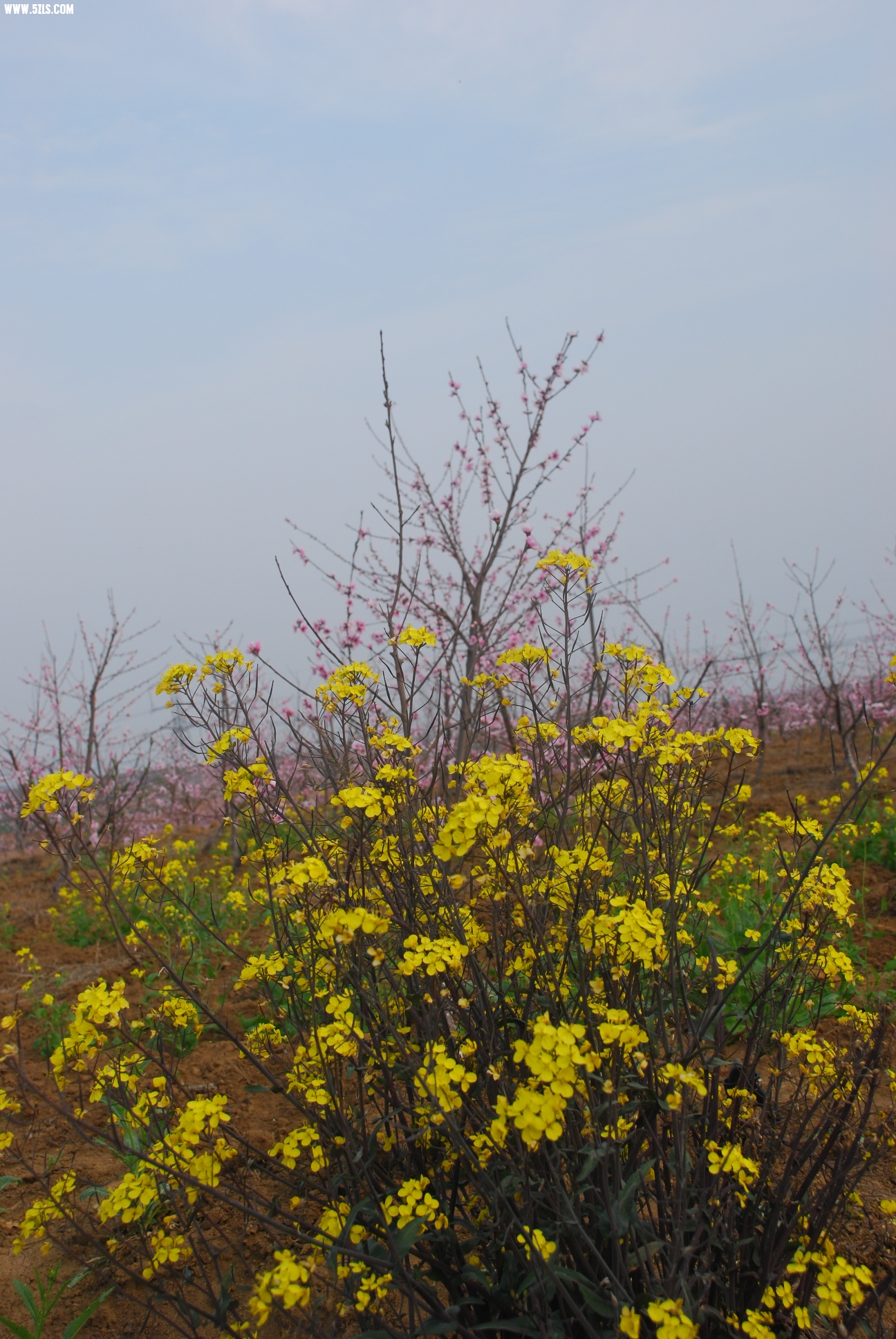 DSC_9515.JPG