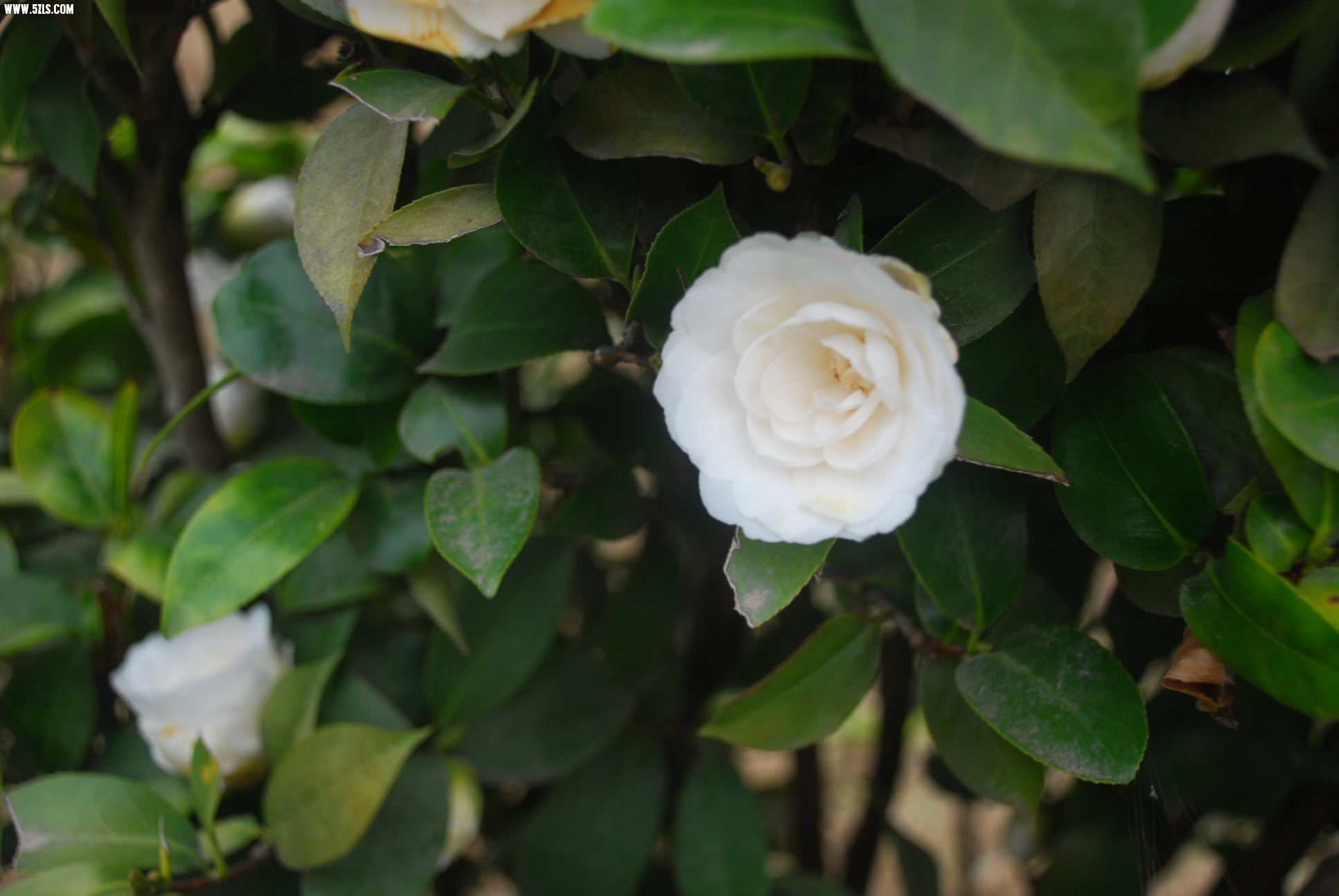 DSC_9521.JPG