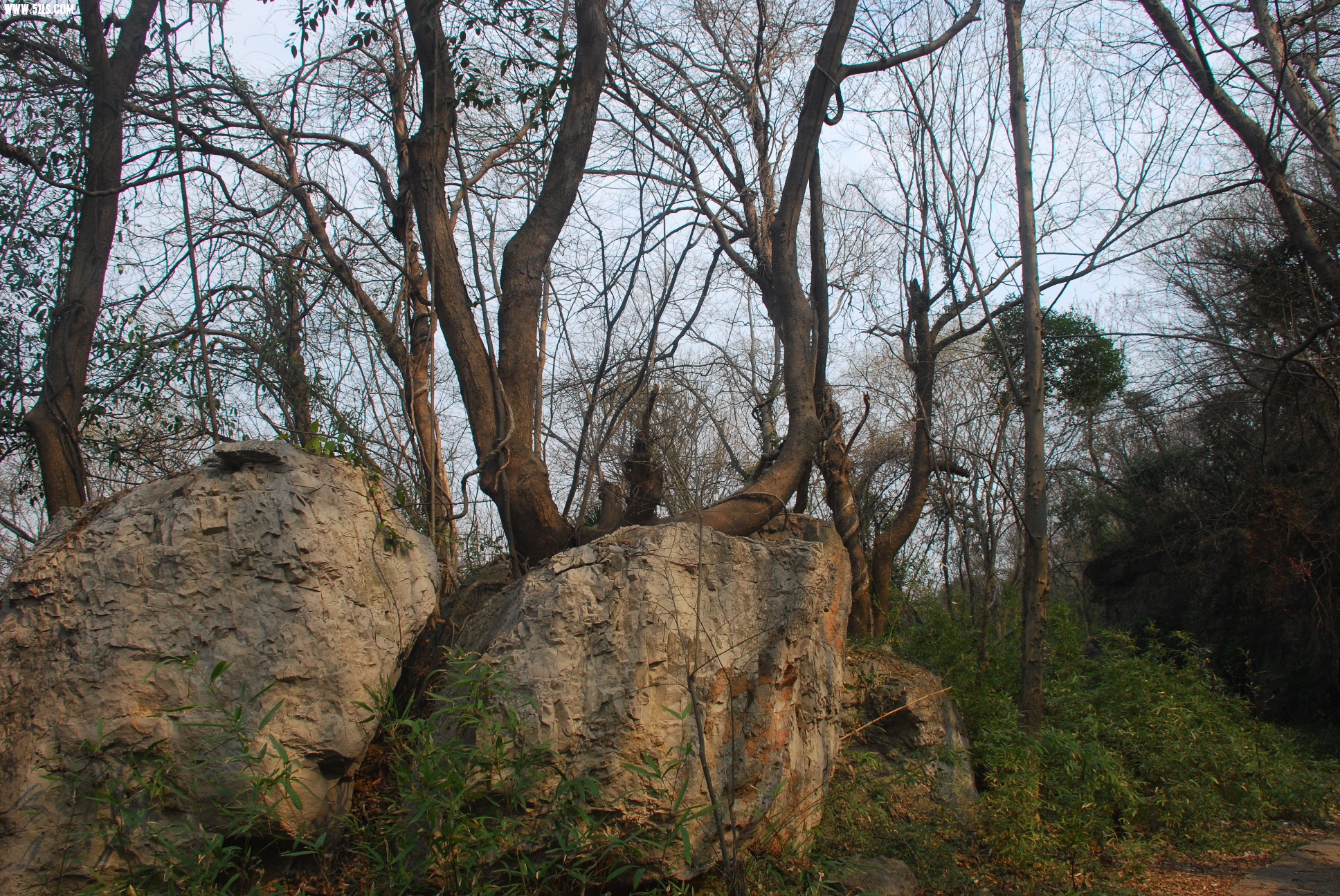 DSC_9530.JPG