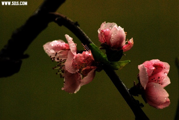 DSC_2787.JPG