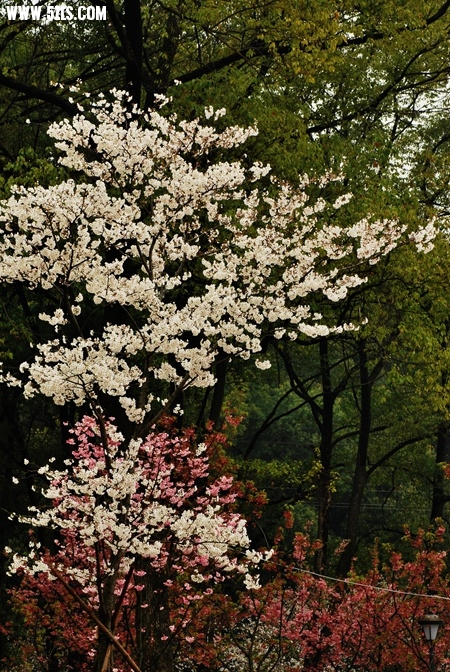 DSC_5127.JPG