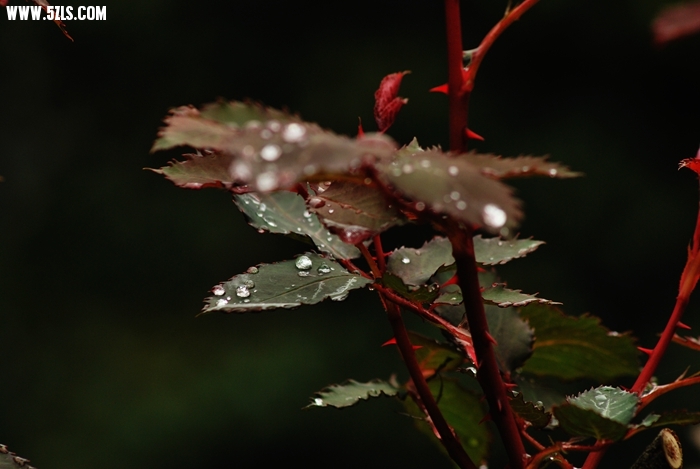 DSC_5092.JPG